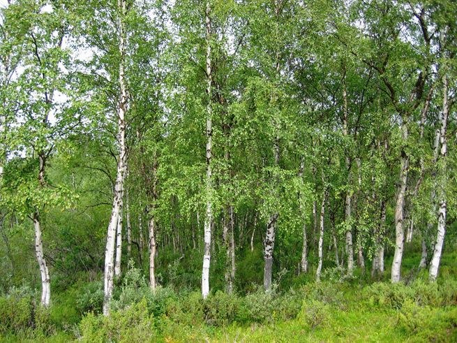 Берёзовый лес в природных условиях встречается в горах Краснодарского края