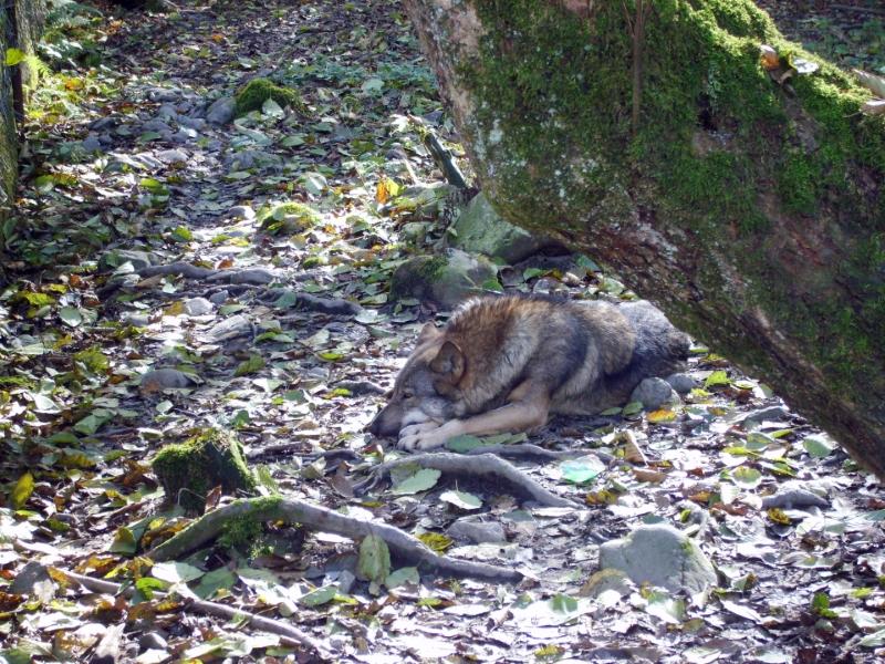 Волк в Кавказском заповеднике